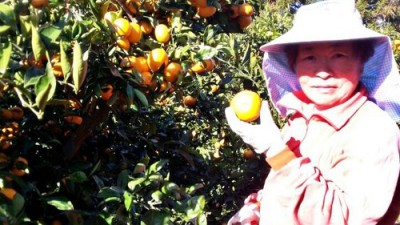 🍊 놓치면 후회! 황금향 5kg 특가 후기 & 구매 꿀팁 대방출!